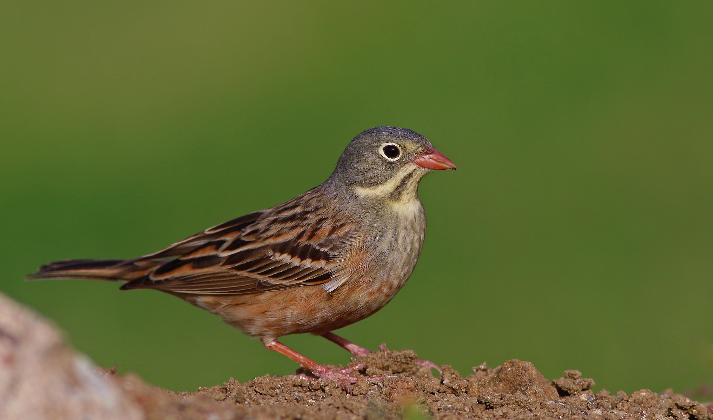 Ortolan Bunting